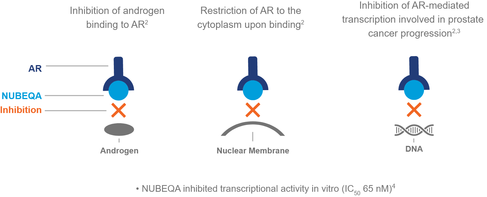 Illustration shows that NUBEQA (darolutamide) inhibits androgen receptor (AR) function